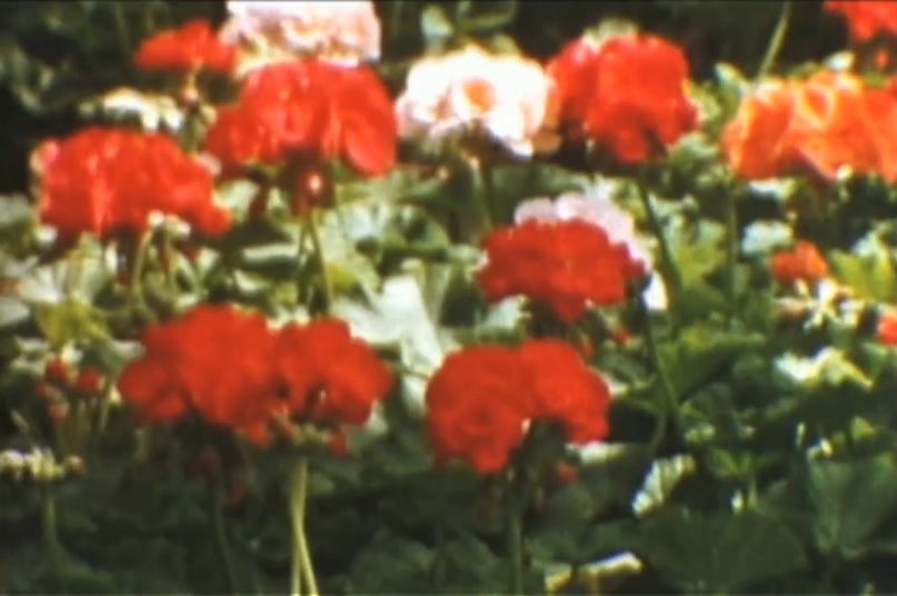 Roger Deutsch: Flower Songs (stll)