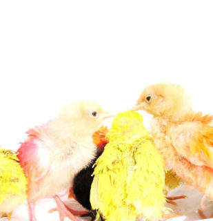 “Chicks+Cock,” by MarieVicMarieVic (2016) as part of ‘Mysteries of Love,’ presented by “Leo Kuelbs Collection”