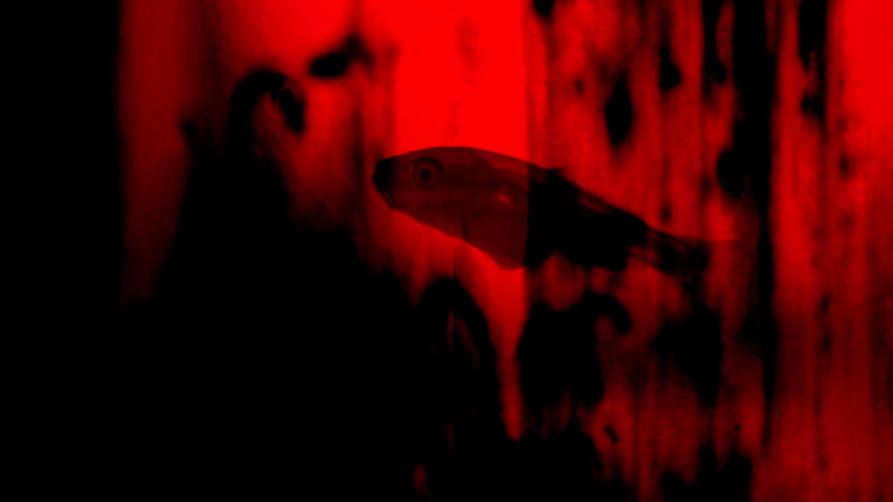 Still from Starfish by Nina Hartmann. Presented in world premiere by Directors Lounge at Walden art exhibitions, Berlin as part of Infected Reality.