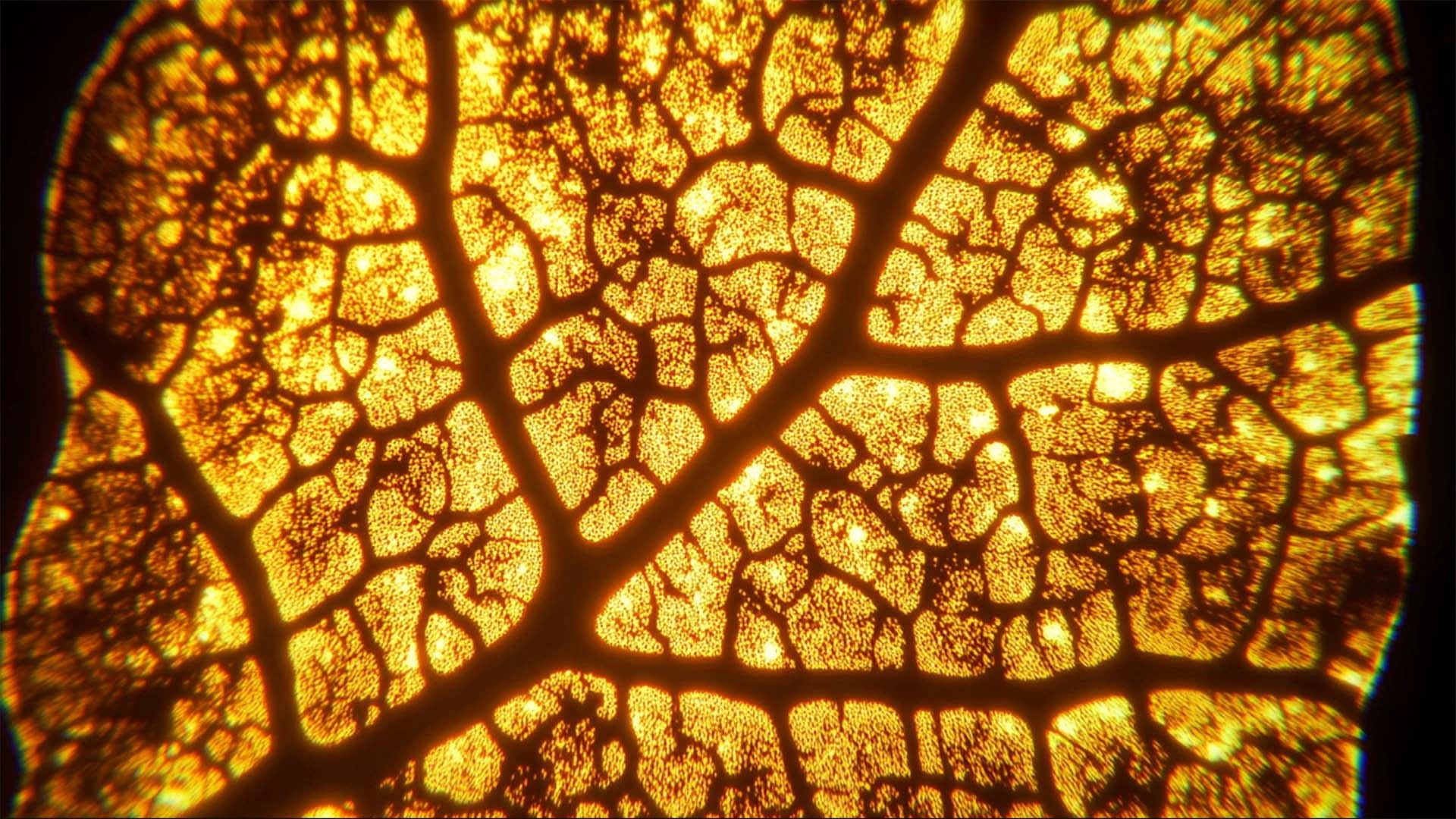 Relentless Melt No. 39: Abstract Animation from Hong Kong. Textura Vitae (2025)